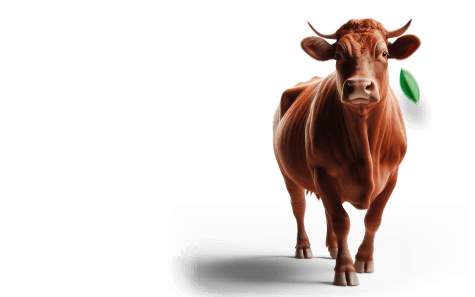 cow